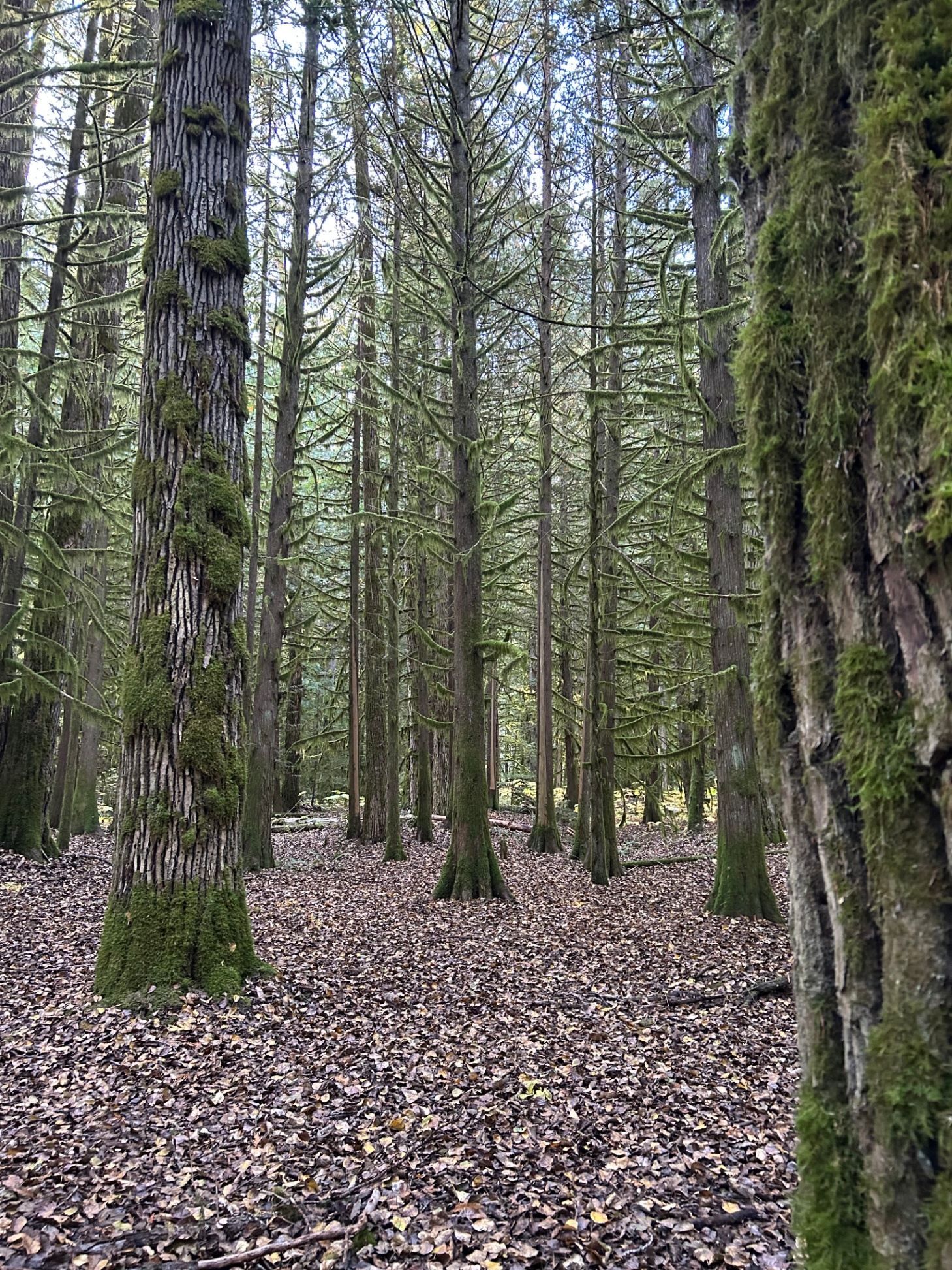 Big Cedars Trail 2 kimberley ikebuchi